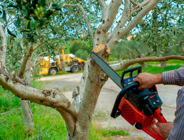 Reliable Seabrook, SC Tree Service Solutions